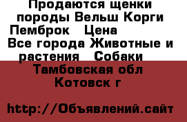 Продаются щенки породы Вельш Корги Пемброк › Цена ­ 40 000 - Все города Животные и растения » Собаки   . Тамбовская обл.,Котовск г.